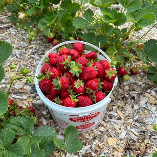 Campbellton Berry Farm